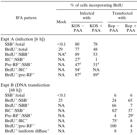 TABLE 2. Alteration in the patterns of SSB- and BrdU-associatedreplication structures in HSV-infected cells inthe presence and absence of PAA
