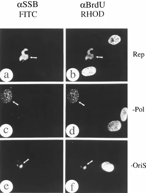FIG. 5. All seven essential viral replication gene products are required forthe assembly of complete HSV RC in cotransfected cells