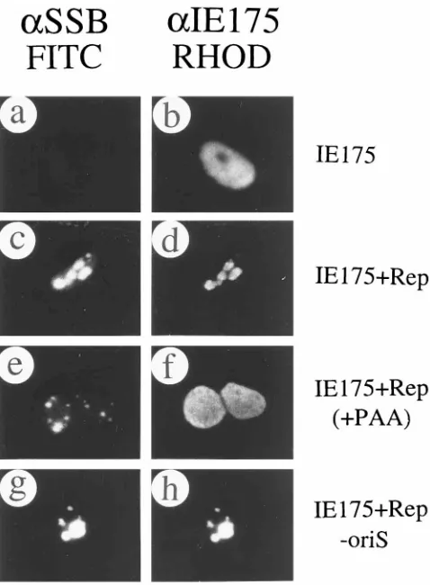TABLE 5. Relatively small effects of the presence or absence oforiS on BrdU incorporation into various replication structuresgenerated in transient expression assaysa