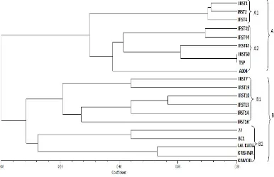 Figure 1. Dendrogram of genetic relationship among rice genotypes based on SSR markers.