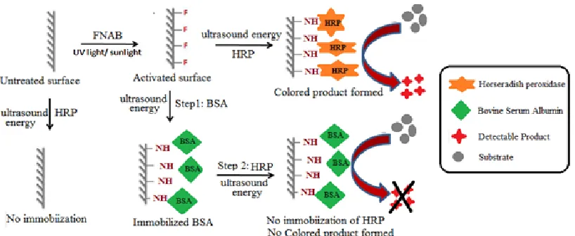Fig. 1.9. Proof showing APPµTP immobilizes a biomolecule only through covalent binding