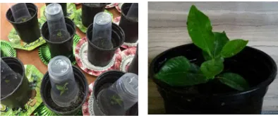 Fig. 4 . a) acclimatization of Gardenia jasminoides microplants in pots .  b) hardened plant  after 3 months of acclimatization ready to transfer to green house