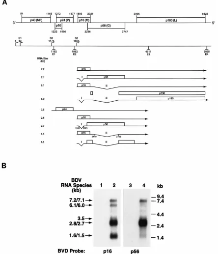 FIG. 1. BVp56 mRNA expression. (A) BDV transcription map. The upper part of the ﬁgure is a schematic representation of the genomic organization of BDV,as well as the positions of the start (S) and end (E) transcriptive signals