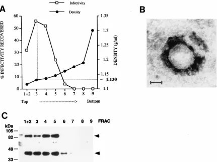 FIG. 6. Cell-released virus analysis. (A) Cell-released virus was prepared from SKNMC/BV cells by sequential Renograﬁn gradients as described in Materials andMethods