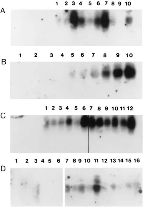 FIG. 1. iNOS transcripts in the CNSs of TMEV-infected and mock-infectedmice. Results from individual mice are shown in each lane