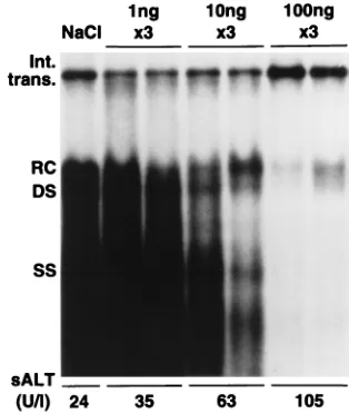 FIG. 1. IL-12-induced inhibition of hepatic HBV replication. Three groupsof four HBV transgenic mice were injected intraperitoneally with 1, 10, or 100 ng