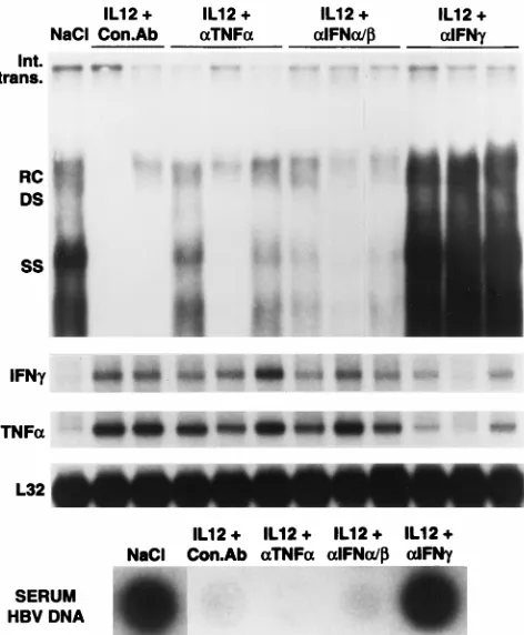 FIG. 6. Duration of the antiviral effect of IL-12. Southern blot analysis oftotal liver DNA isolated from groups of age-, sex-, and serum HBsAg-matched