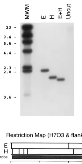FIG. 1. Restriction mapping of HHV-7 oriwas digested with the indicated restriction enzymes (E,and DNA fragments were resolved on an agarose gel