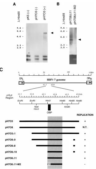 FIG. 3. Mapping of the HHV-7Lyt. (A) Transient replication assay of pH7O3 in CBMC infected with HHV-7 (R-2)
