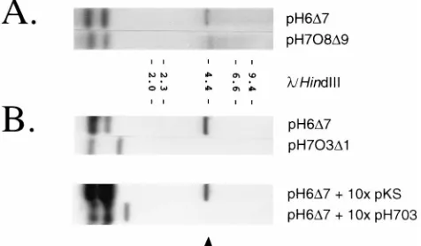FIG. 4. Functional cross-complementation of HHV-6 and HHV-7 replica-tion machinery. (A) Transient replication assays in HHV-7-infected cells