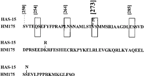 FIG. 1. Amino acid sequence alignment of the attenuated HAV variantHM175 and strain HAS-15 at the C terminus of VP1 and the N terminus of 2A.