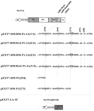 FIG. 2. Schematic presentation of HAV cDNA constructs used for transient expression in the vaccinia virus T7 system described before (7)