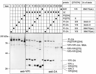 TABLE 1. Molecular mass of VP1-containing processing products