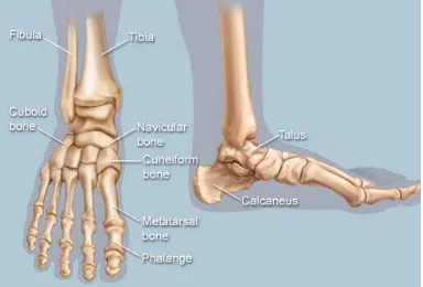 Fig. 6: Skeletal structure of a human foot