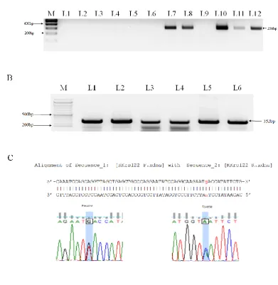 Figure 2: Determination of the incidence of the TCF7L2 SNP rs1225536 in non-diabetic controls, T2DM patients using allele specific PCR (ASP) and direct sequencing: (A) representative image of the results from ASP (T allele): 