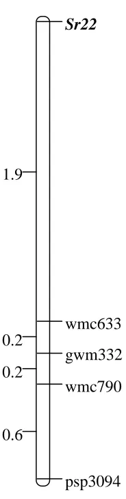 Figure 3.  Genetic linkage map of SSR loci linked to Sr22 and segregating in  F3:4 populations U5615-72 and U5615-98
