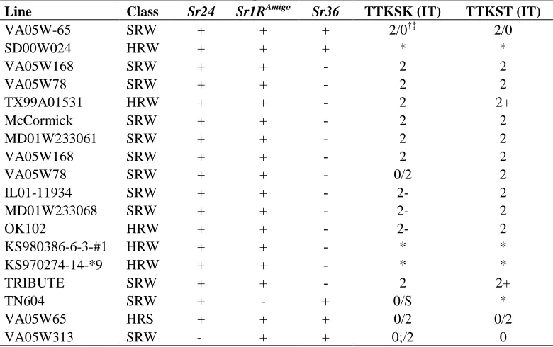 Table 4. Effective Sr1RAmigo resistance in the presence of Sr24 virulence.  A plus indicates the Xbarc71, Sr24 genotype or the Xscm9, Sr1RAmigo translocation genotype 