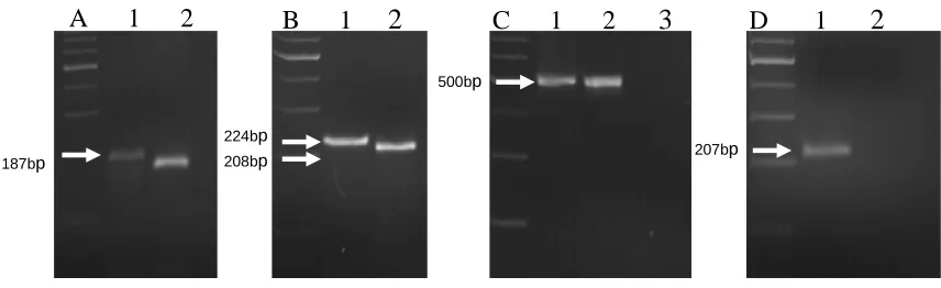 Figure 1.   PCR amplification of markers for selection of Sr36, Sr1RAmigo, Sr24 and Sr26