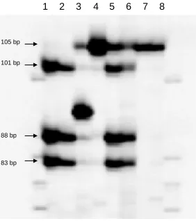 Figure 2.  PCR amplification of BARC71 for the identification of Sr24 and differentiation between the 3DL/3Ae translocation derived from ‘Agent’ and the 1BL∙1BS-3Ae translocation derived from ‘Amigo’ of Sr24