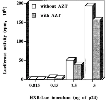 TABLE 1. Detection with immunomagnetic beads of host-derivedHLA-DR1 glycoproteins acquired by HXB-Luc particles