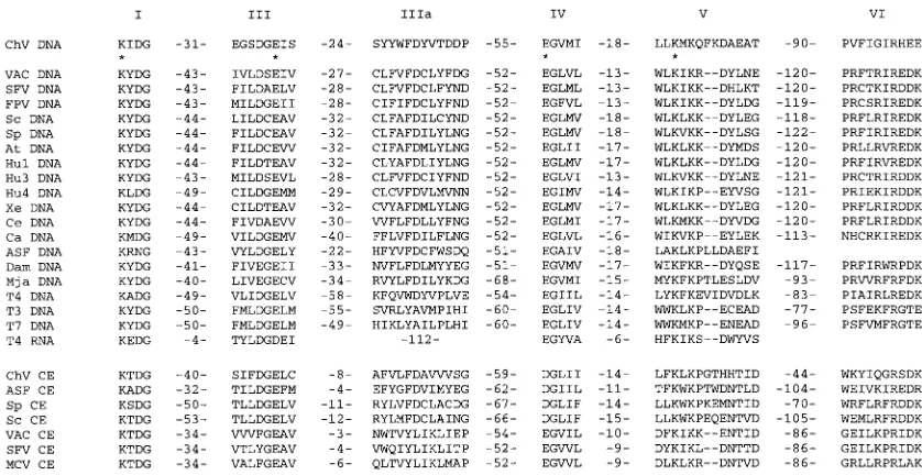 FIG. 2. Amino acid sequence of a putative PBCV-1 DNA ligase. Conservedmotifs I, III, IIIa, IV, V, and VI are boxed.