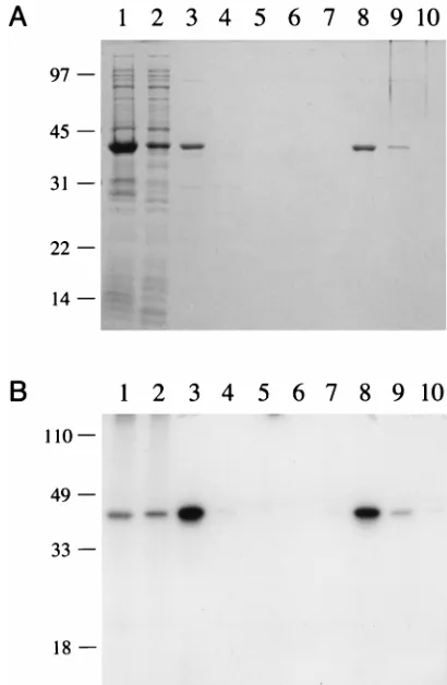 FIG. 3. Expression, puriﬁcation, and adenylyltransferase activity of recombi-nant PBCV-1 ligase
