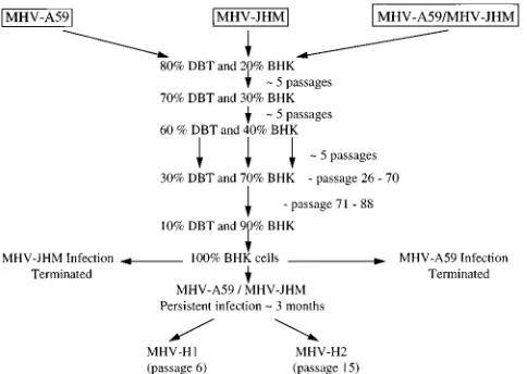 FIG. 1. Selection scheme for host range mutants of MHV in vitro.