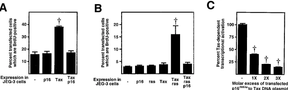 FIG. 2. (A) Stimulation of DNA synthesis and cell cycle progression into S phase by Tax is inhibited by p16INK4acultured for 42 h, and labeled with BrdU for 2 h
