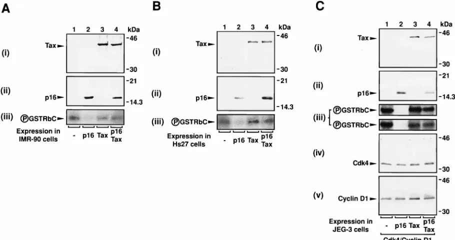 FIG. 5. Interactions between Tax and p16INK4a(15, 27, 30, 36, 37). Our results indicate that Tax can form complexes withp16p16cdk4 kinase activity