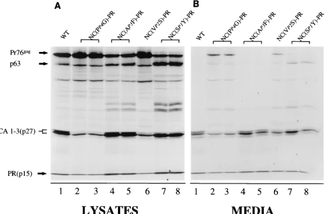 TABLE 2. Steady-state kinetic activities of various RSV PRs onpeptide substratesa