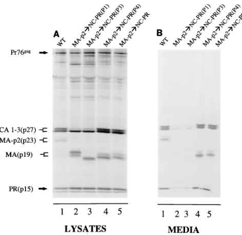 FIG. 3. Moving the NC-PR cleavage site sequence to the junction betweenthe MA and p2 proteins in Gag