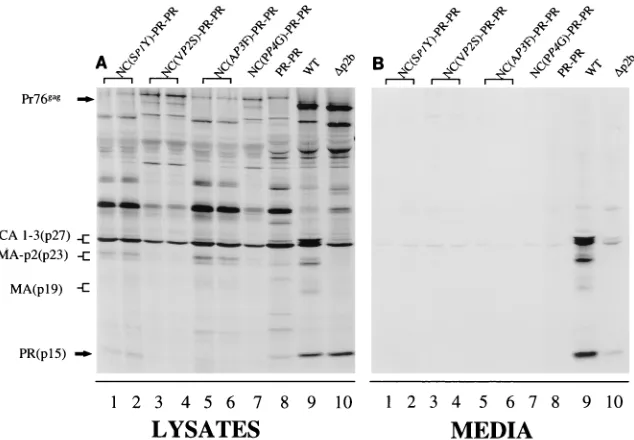Fig. 1A. This deletion disrupts the L assembly domain as previously described (34). Viral proteins from the cell lysate and media were analyzed as described in thelegend to Fig