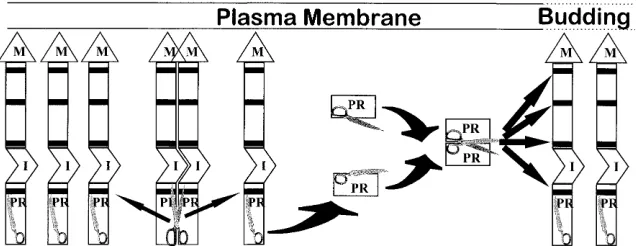 FIG. 8. Model for proteolytic processing of viral polyproteins. Gag polyproteins are represented by gray boxes