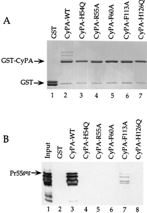 FIG. 1. Amino acid sequence alignment of human CyPA and CyPB by using Clustal W. Conservation of amino acids is indicated by black shading; conservativechanges are indicated by grey shading; divergent changes are indicated by no shading, and sequence gaps 