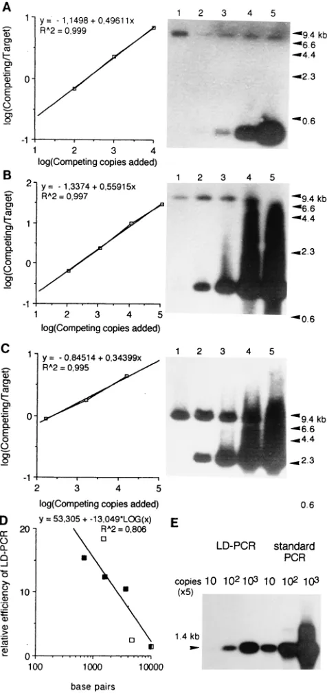 FIG. 5. DNA sequence of cloned defective proviruses at the deletion junc-tion. The DNA sequences determined by dideoxy sequencing from plasmids