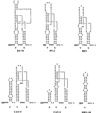 FIG. 1. Schematic representation of the proposed secondary and tertiary structures of the 3�enteroviruses, together with HRV-1B (15, 17, 18)