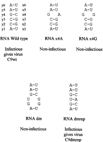 FIG. 2. Simpliﬁed version of the tertiary structure interaction between theloops of domains X and Y in CAV-9
