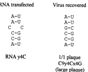 FIG. 3. Summary of the point mutations introduced into the y3 position ofthe tertiary structure interaction seen in CAV-9 RNA, together with the se-