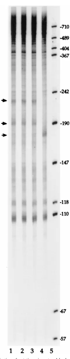 FIG. 10. Identiﬁcation of putative minus-strand leader RNAs. Aliquots ofRNA radiolabeled in a 30-min reaction were digested with RNase H lacking