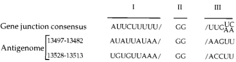 FIG. 11. Alignment of two putative modulation signals located on the SYNVantigenomic RNA (at positions 13497 to 13482 and 13528 to 13513) with the