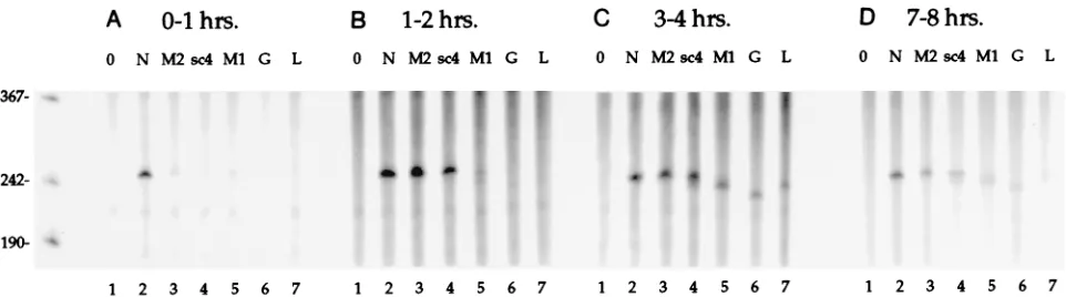 TABLE 1. Quantiﬁcation of SYNV transcription in vitro duringsequential 1-h periods