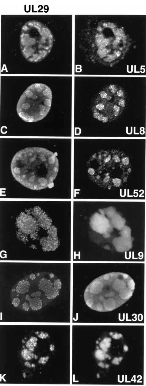 FIG. 2. Replication compartments in cotransfected cells contain all seven ofthe essential HSV-1 replication proteins
