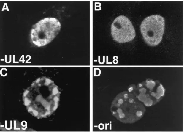 FIG. 3. Formation of replication compartments by cotransfection requires UL8 and UL42 but not UL9 or porithat one of the eight constructs was omitted