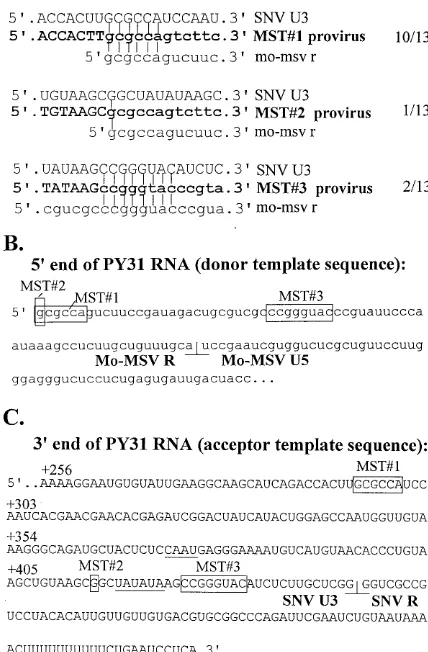 FIG. 2. Sequences of the minus-strand DNA transfer junctions. (A) Threeobserved minus-strand DNA transfer junctions in PY31
