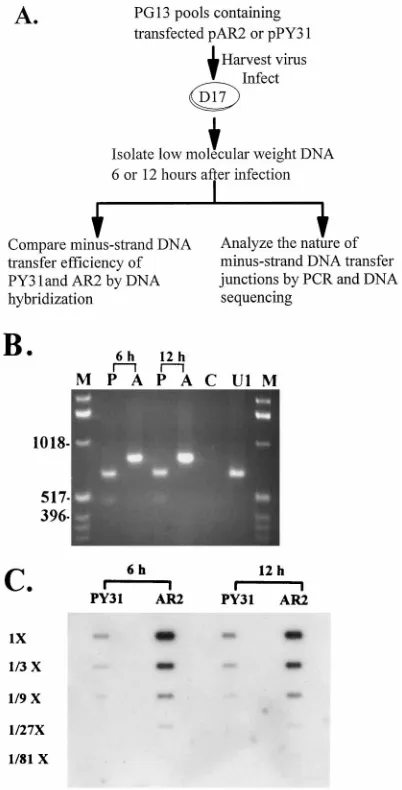 FIG. 3. (A) Protocol to study minus-strand DNA transfer in unintegratedviral DNA. Viruses were harvested from equal numbers of transfected PG13