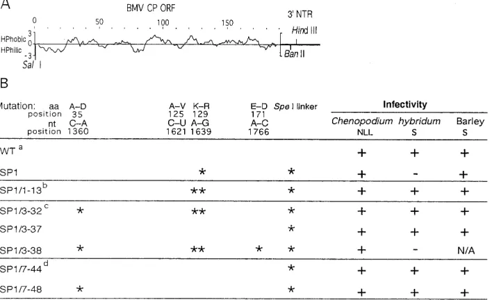 FIG. 1. Properties of BMV CP mutants studied in this work. (A) Standard hydropathy plot of BMV CP encoded by the open reading frame (ORF)