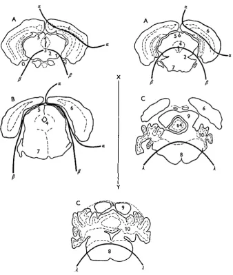 Fig. 3. Approximate anatomical limits of the three brain samples.