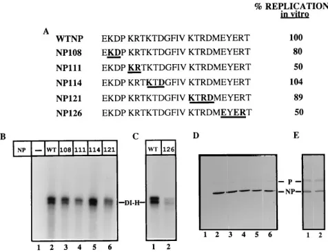 FIG. 1. Pulse-chase analysis and in vitro replication with the mutant NP107.(A) Amino acid sequences (aa 107 to 130) of wt NP and mutant NP107 proteins