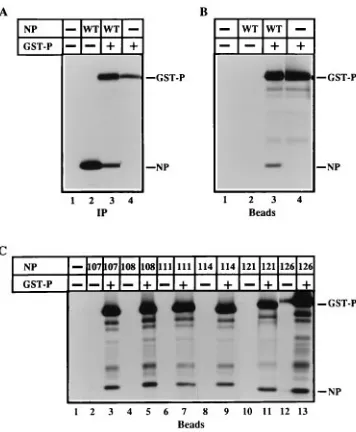 FIG. 4. Wild-type and mutant NP proteins self-assemble into nucleocapsid-like particles