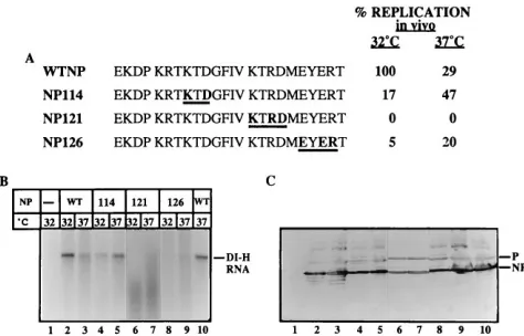 FIG. 5. Template function of the DI-H RNA-NPs assembled in vivo with wtor mutant NP proteins